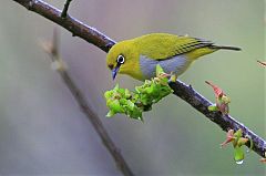 Indian White-eye